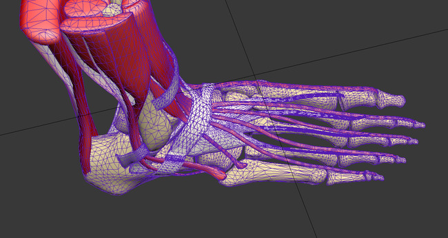 人体器官之右脚骨骼和神经肌肉模板下载(图片