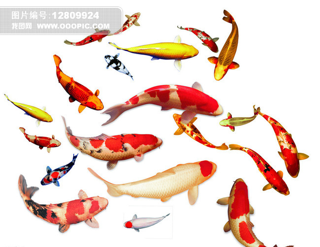 3d锦鲤模型鲤鱼金鱼群模型鱼模型模板下载(图