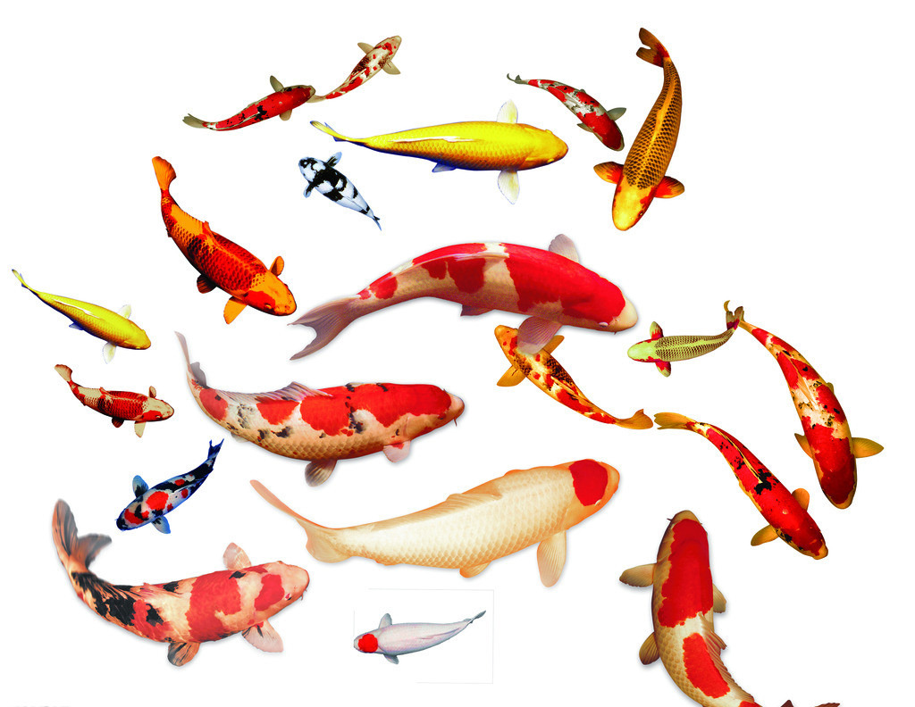 3d锦鲤模型鲤鱼金鱼群模型鱼模型模板下载(图
