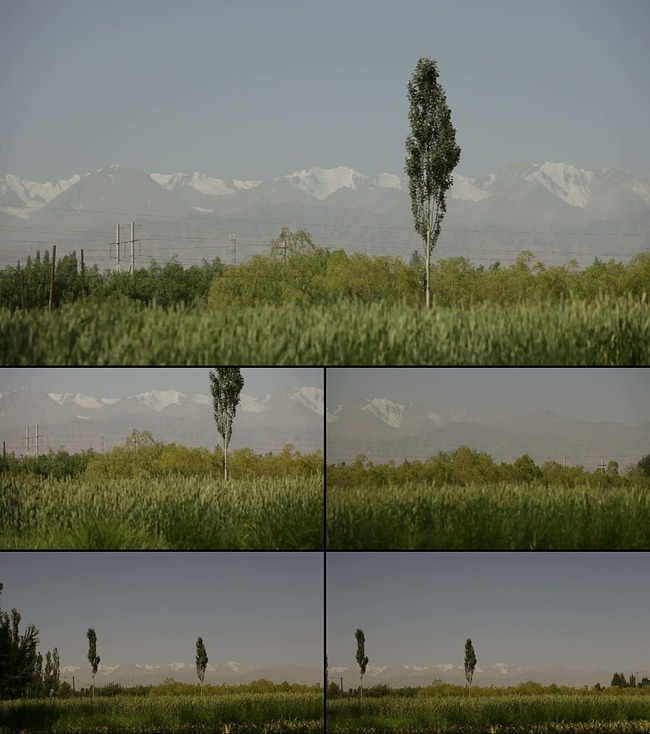 高山下小麦青稞实拍模板下载(图片编号:12832