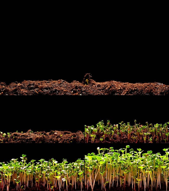 种子发芽破土幼苗生长延时拍摄高清视频模板下