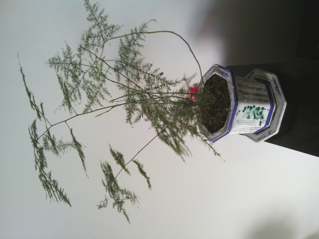 唯美文竹模板下载(图片编号:12934734)_植物图