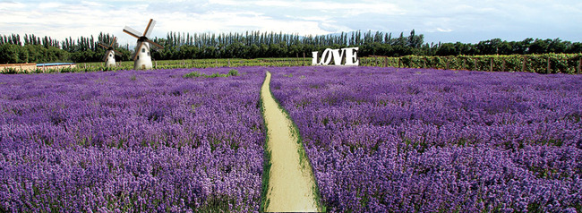 熏衣草花海图片高清图片下载(图片编号12959