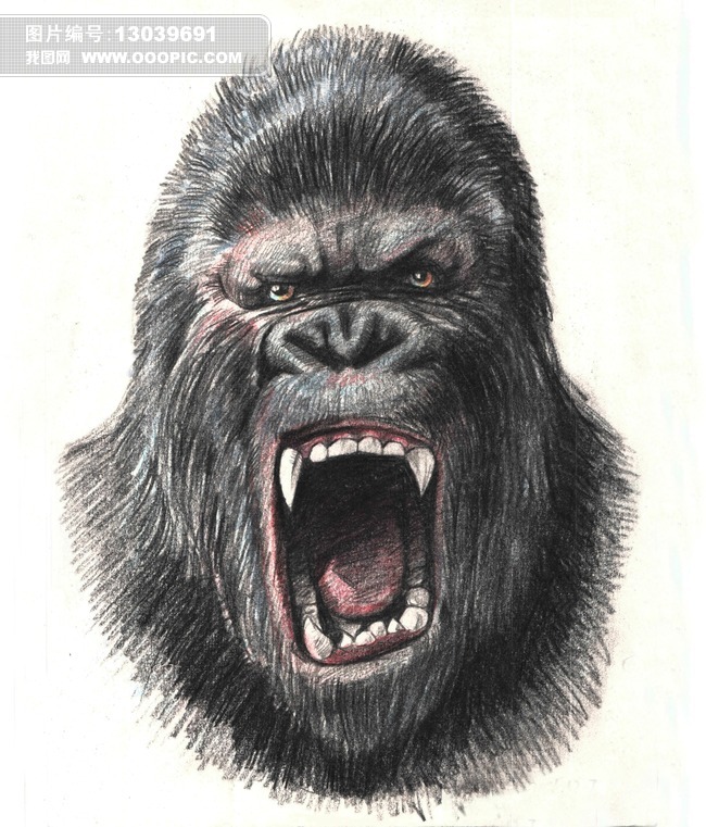 大猩猩彩绘插画图片素材(图片编号:13039691