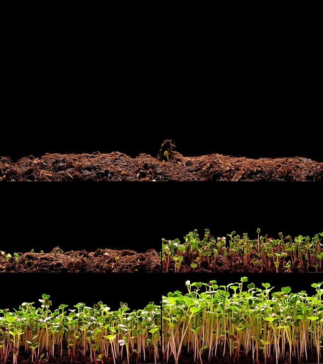 春天植物生长发芽模板下载(图片编号:1313963