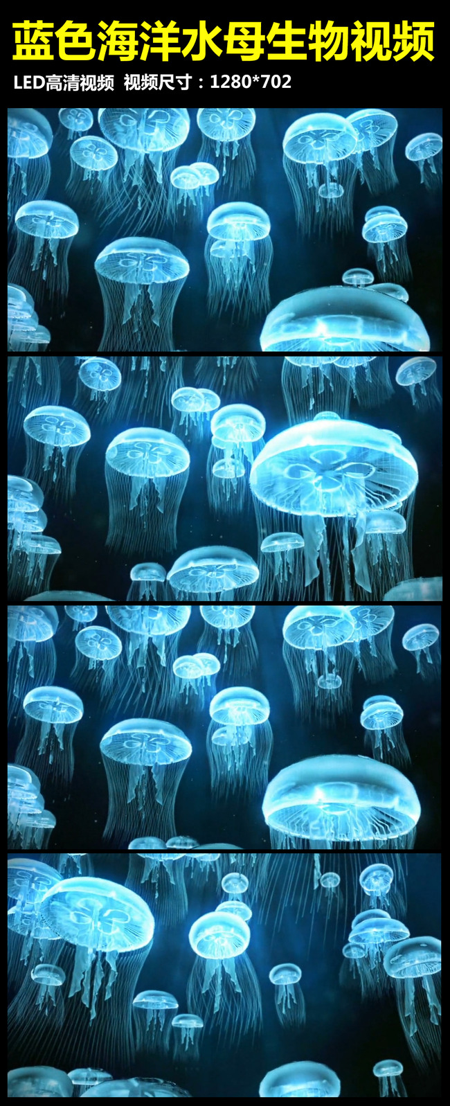 蓝色海洋水母生物视频模板下载(图片编号:132