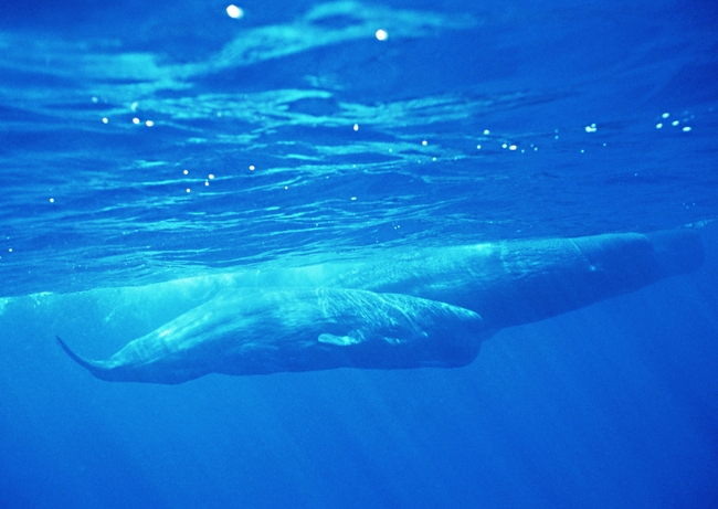海豚海洋生物大海动物世界素材图片作品是设计师在2015-03-21 07:06:59上传到我图网,图片编号为13209124,图片素材大小为2.8M,软件为,图片尺寸/像素为 宽300 X 高300 厘米,颜色模式为 CMYK。被素材作品已经下架,敬请期待重新上架。 您也可以查看和海豚海洋生物大海动物世界素材图片相似的作品。