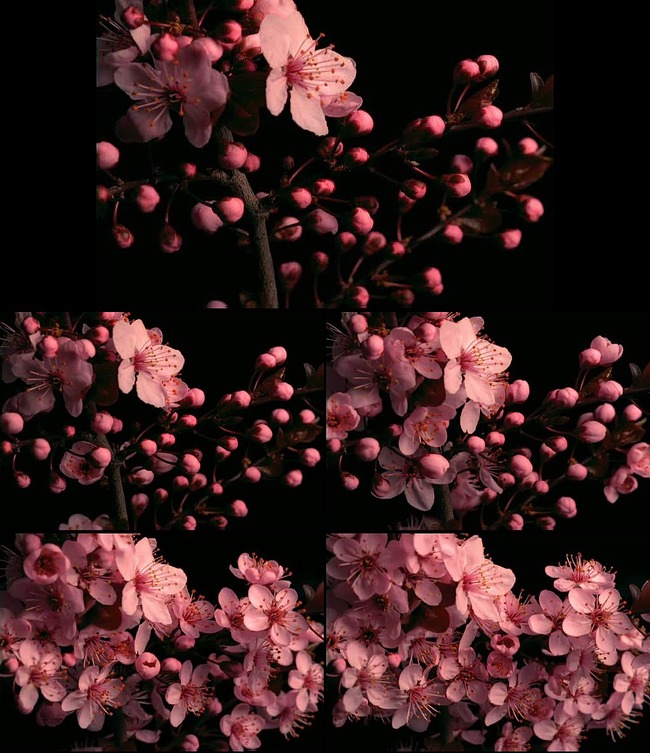 桃花开放视频素材模板下载(图片编号:1324788