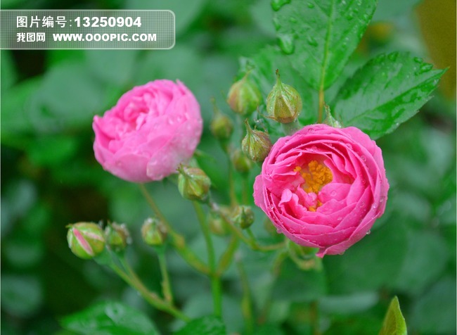高清花朵特写水珠粉色花23图片素材(图片编号