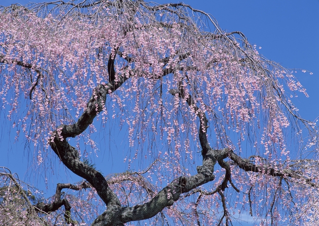 野外樱花树木树枝树林美景摄影模板下载(图片