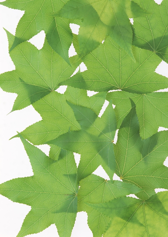 荷叶绿豆粥图展示图片