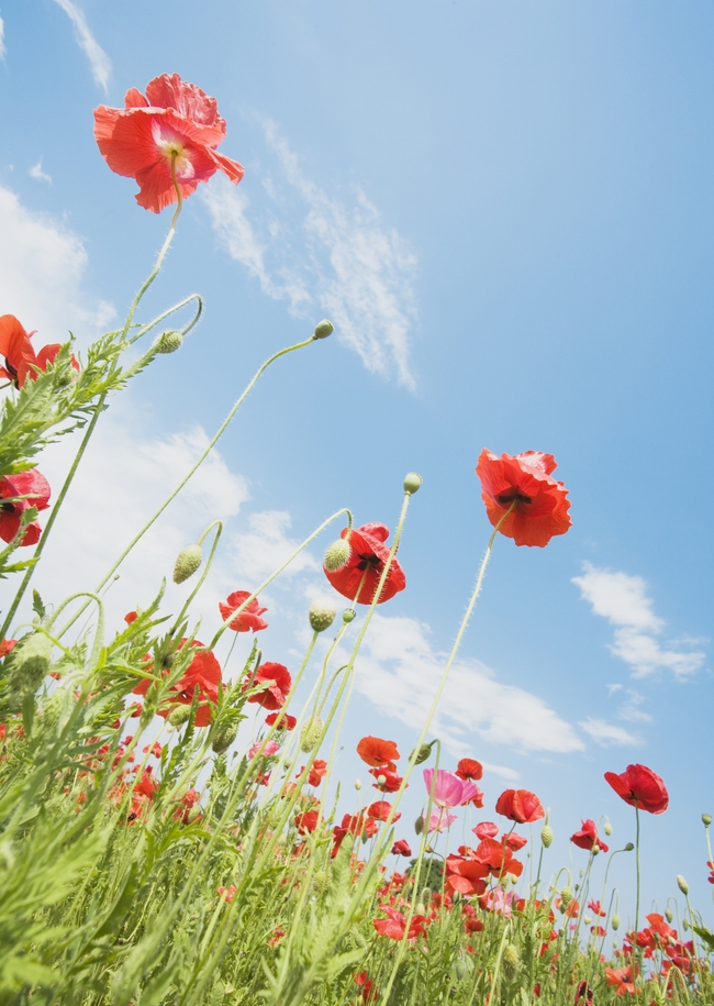 蓝天花海野外花朵野花鲜花素材模板下载(图片
