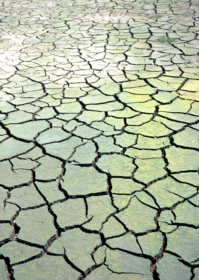 自然界花草树木绿叶植物背景模板下载(图片编