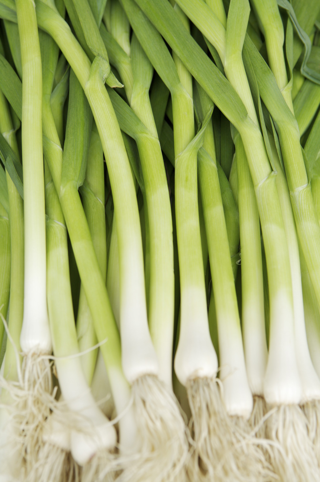 新鲜的蒜根模板下载(图片编号:13437562)_蔬菜水果_美食图片_我图网weili.ooopic.com