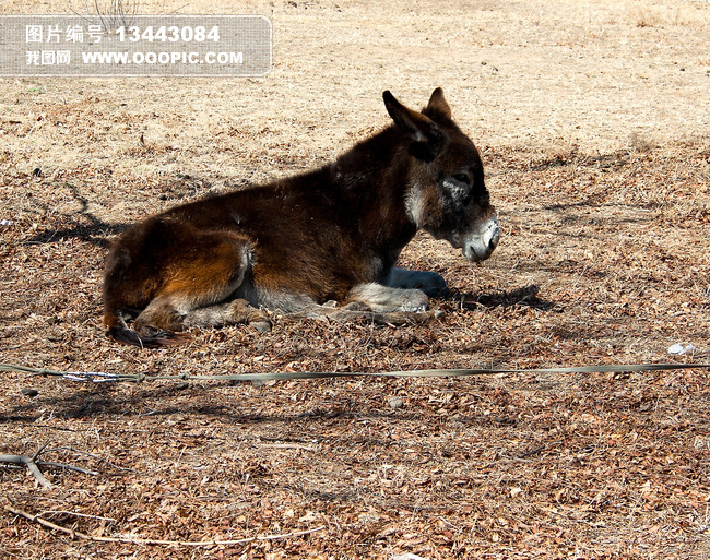 卧着的驴子毛驴图片素材(图片编号:13443084)_其它图片库_其他图库