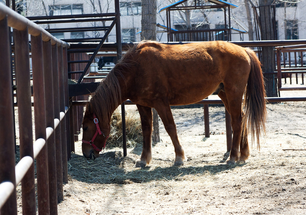 世界上什么马不吃草?