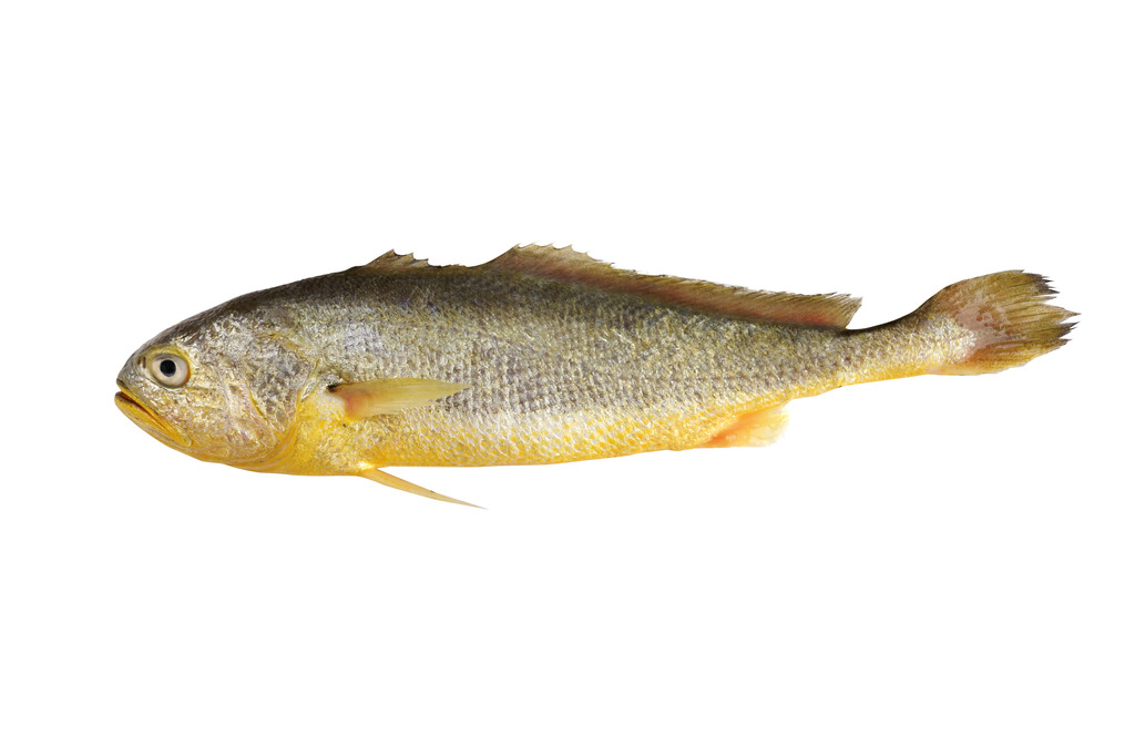 野生大黄花裸拍照片-大黄鱼高清图片素材模板下载(图片编号:13444431)_其他_美食图片_我图网weili.ooopic.com