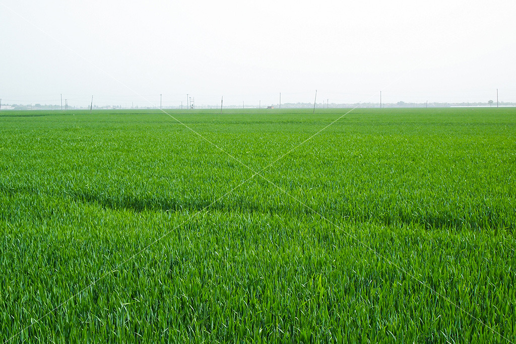 农村麦田田园风光清新麦苗背景壁纸模板下载(