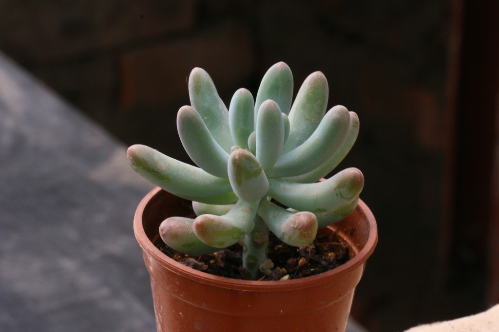 唯美摄影多肉|[转载]多肉摄影的几点感悟