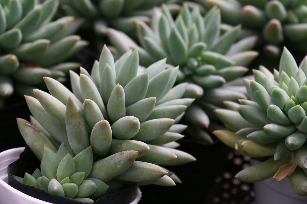 多肉花卉模板下载(图片编号:13511178)_其他_