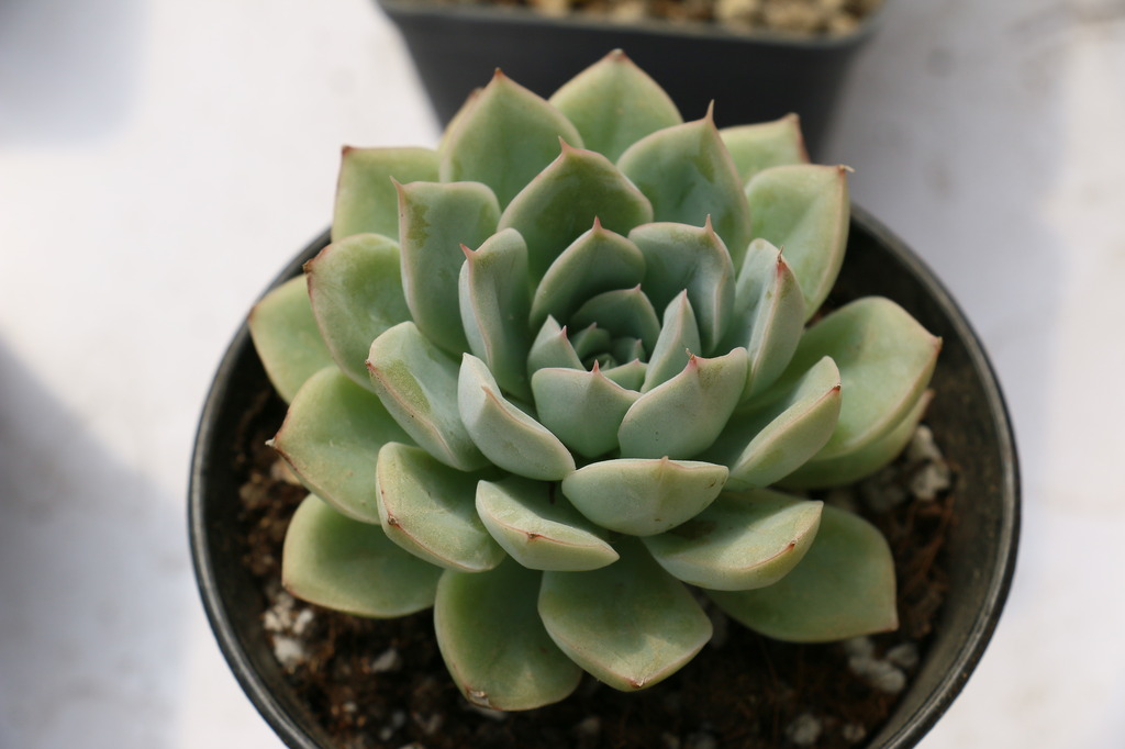 多肉图片下载素材模板下载(图片编号:1351131