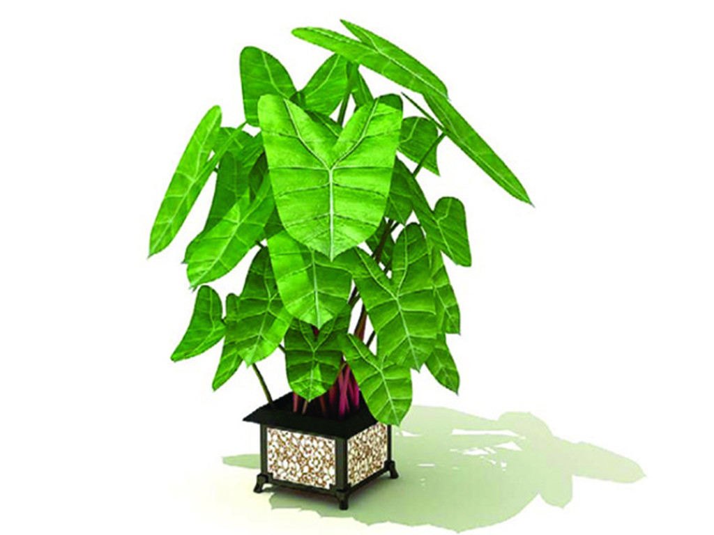 3D盆栽植物花模型模板下载(图片编号:135526
