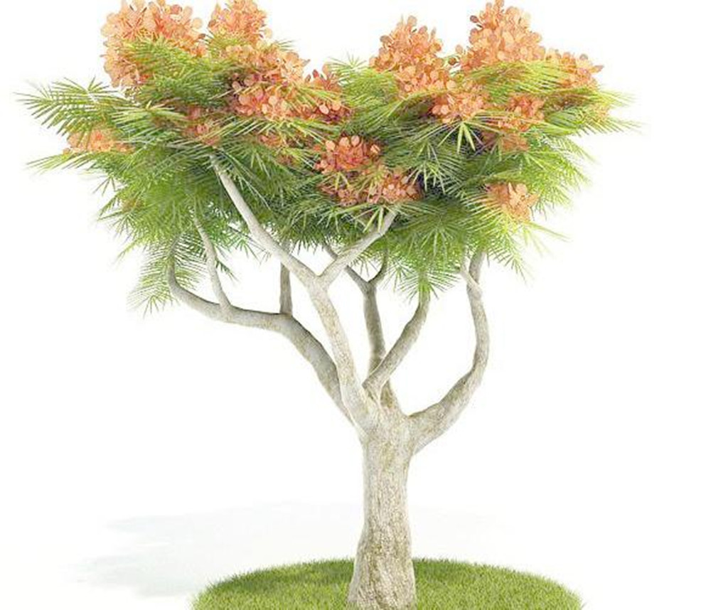 精美室外树木3D植物模型模板下载(图片编号:1