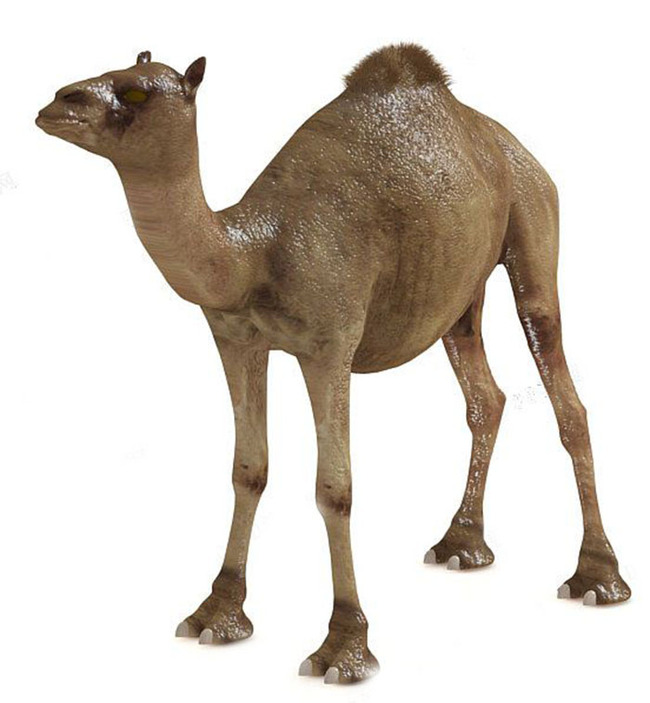 超写实的单峰骆驼模型模板下载(图片编号:136