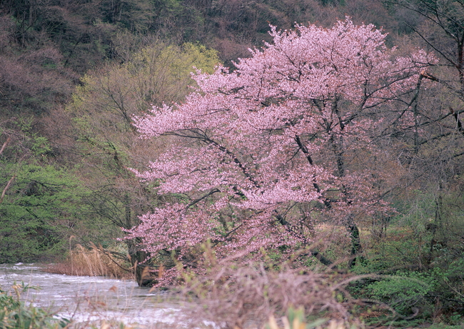 树林小树野外树木秋林风景风光