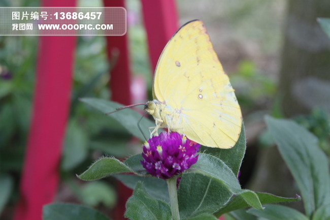 黄色蝴蝶停在红花上采花粉4图片素材(图片编号