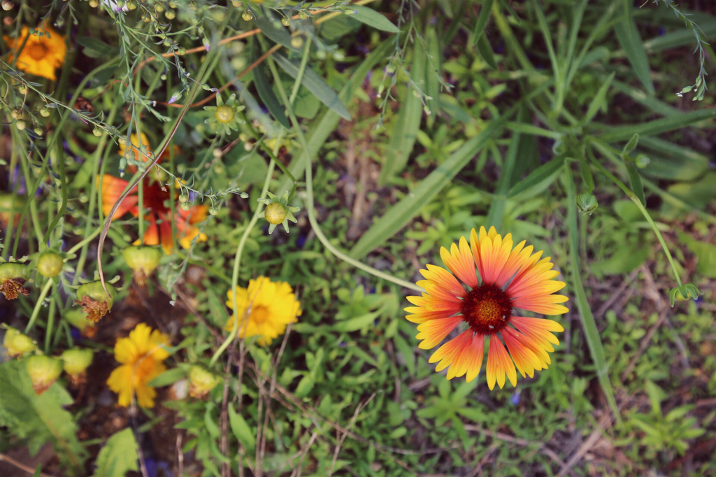 风光风景唯美花朵图片下载模板下载(图片编号