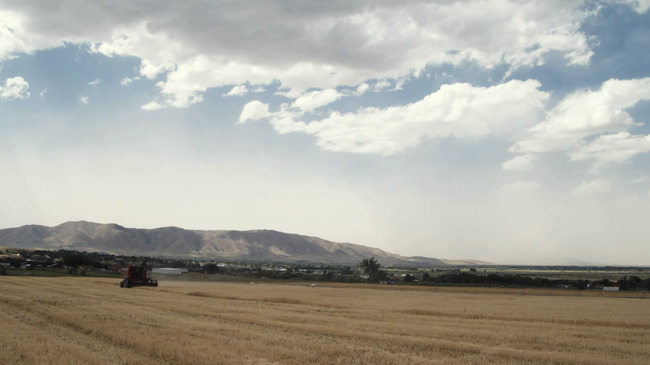 机械收割小麦视频模板下载(图片编号:1380119