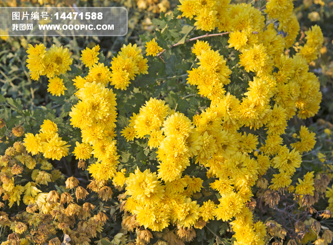 冬天的黄菊花图片素材(图片编号:14471588)_自