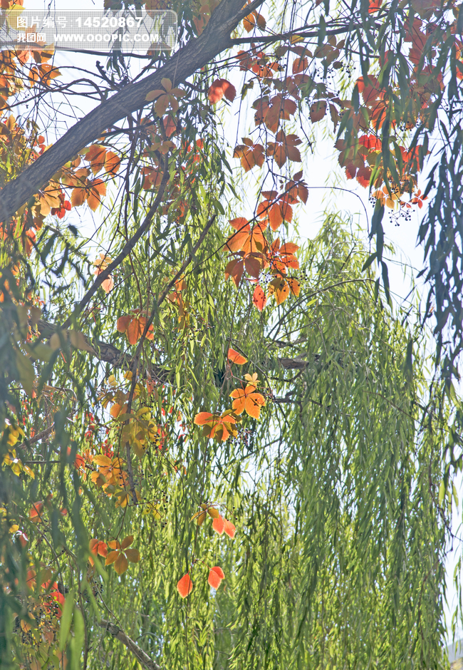 乌蔹莓与垂柳图片素材(图片编号:14520867)_自