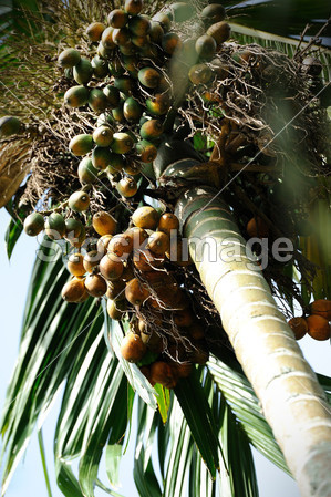Betel Nut or Areca Nut (Pinang Palm)图片素材