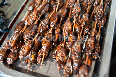 油炸昆虫,中国地方小吃图片素材(图片编号:500