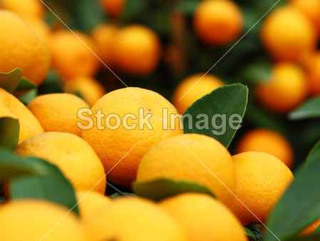 国语为中国新的一年图片素材(图片编号:50013