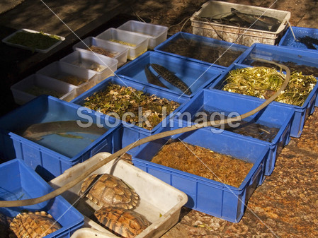 在中国出售的新鲜活鱼和传染性的展览摊位图片