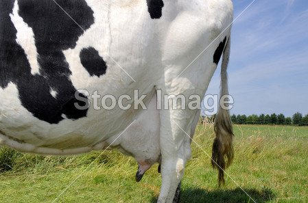 荷兰奶牛农场图片素材(图片编号:50047787)_西