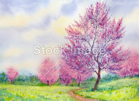 水彩春天景观。在一个字段中棵开花的树图片素