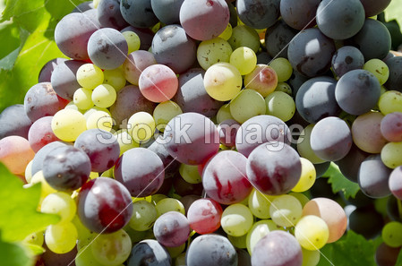 Beautiful bunches of grapes图片素材(图片编号