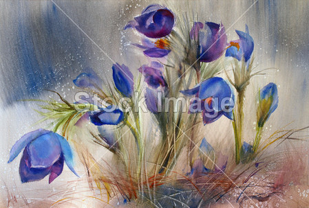 水彩绘画的美丽的春天的花朵图片素材(图片编