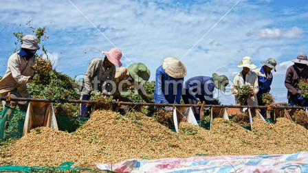 Farmers harvest peanut at farmland图片素材(图