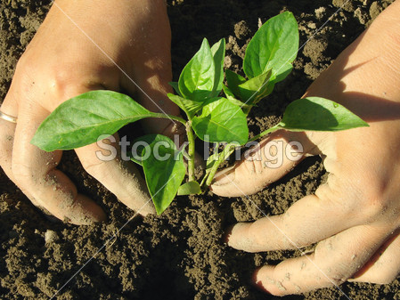 种植辣椒幼苗(图片编号50177750)_工农业图片