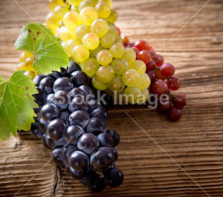 Wine grapes on a vine branch图片素材(图片编