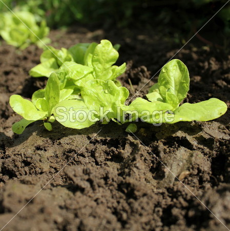 年轻的生菜生长的种植床图片素材(图片编号:5