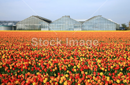 春天的花朵-荷兰