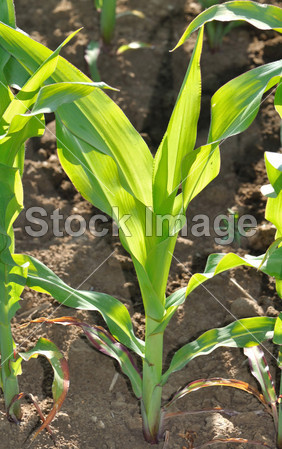 玉米在一个字段中的绿色的树叶图片素材(图片