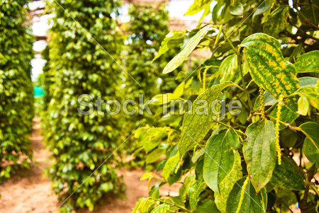 灌木丛孔胡椒。辣椒农场、 白马、 柬埔寨(图片