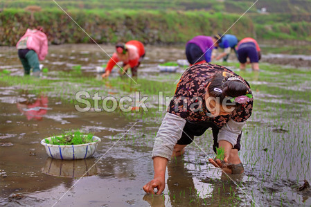稻田的中国女人在她的手水稻幼苗中保存图片素
